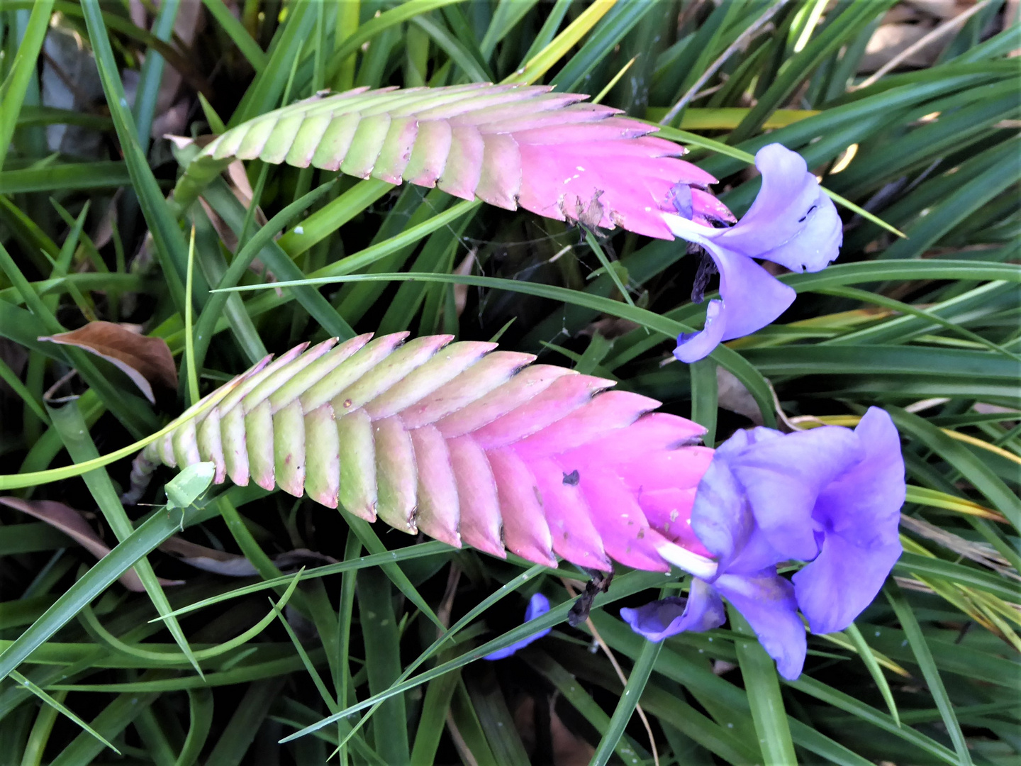 Bromelien-Blüten...