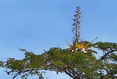 Bromelien Blütenstand