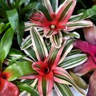 Bromelien