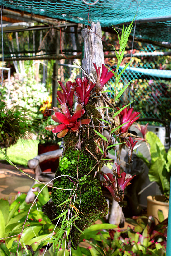 Bromelien @ George Brown Darwin Botanic Gardens