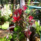 Bromelien @ George Brown Darwin Botanic Gardens