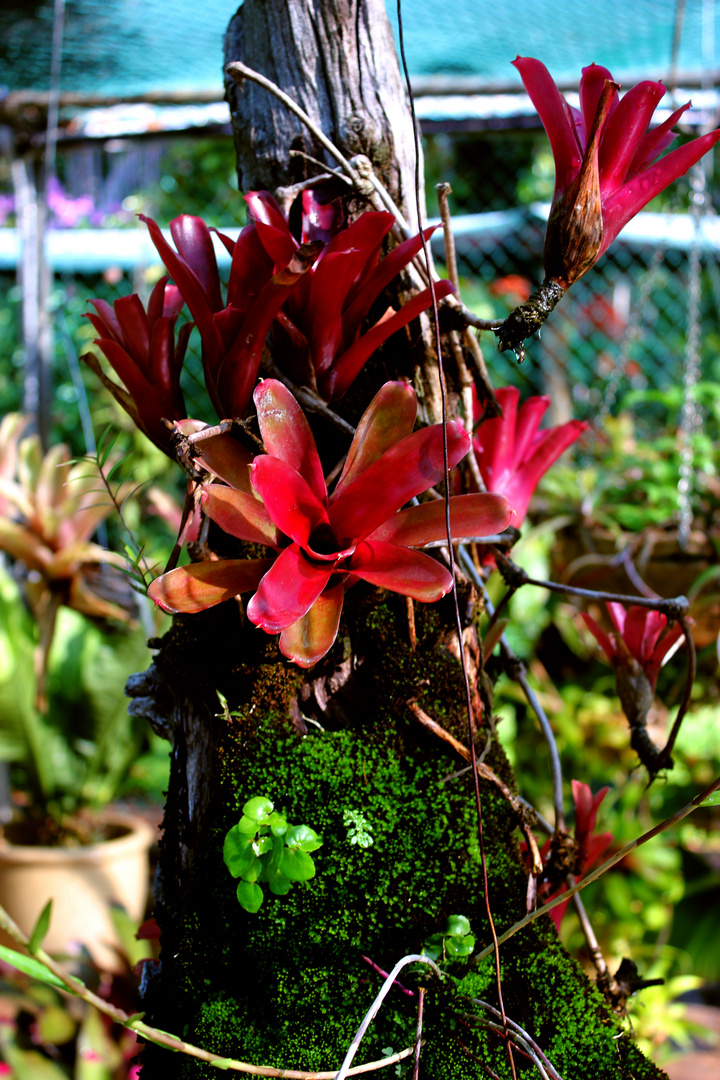 Bromelien @ George Brown Darwin Botanic Gardens II