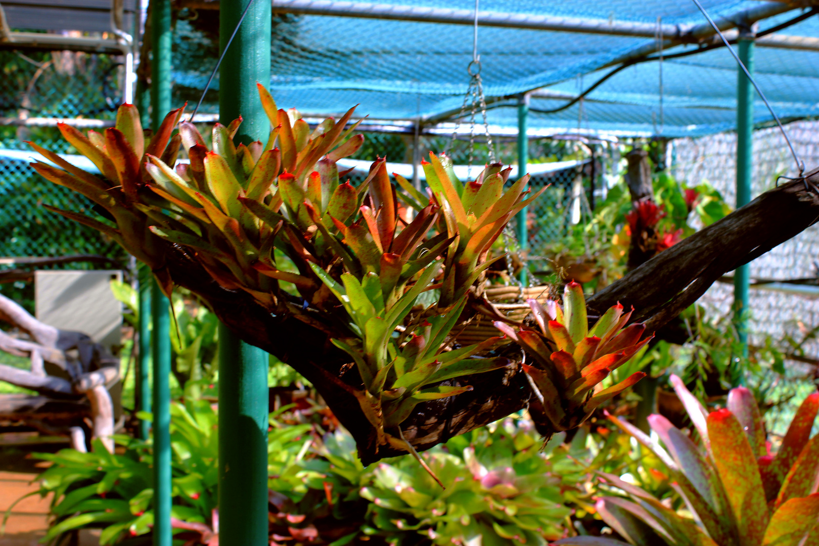 Bromelien @ George Brown Darwin Botanic Gardens III