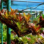 Bromelien @ George Brown Darwin Botanic Gardens III