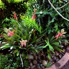 Bromelien @ George Brown Darwin Botanic Gardens IV