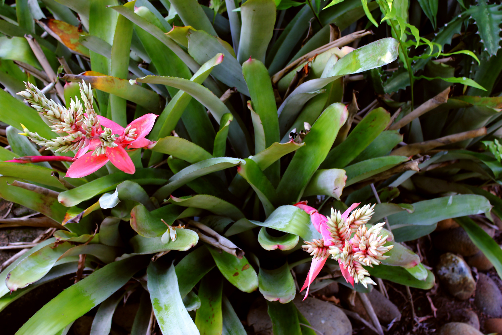 Bromelien @ George Brown Darwin Botanic Gardens VI