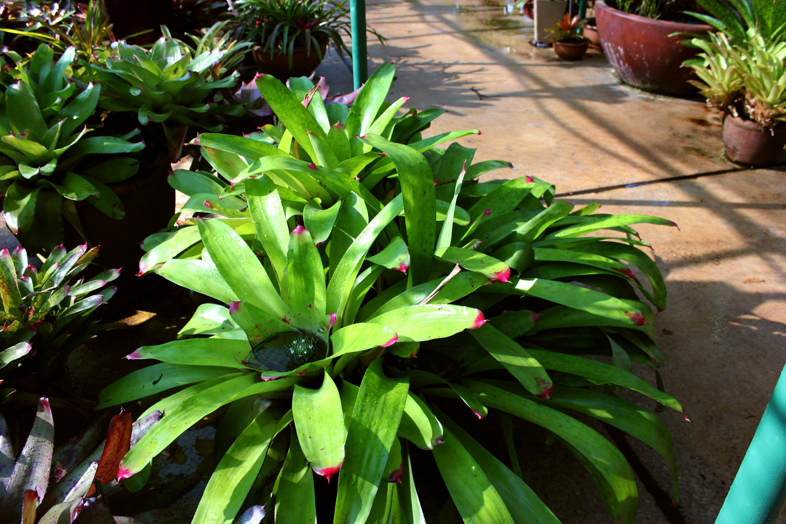 Bromelien @ George Brown Darwin Botanic Gardens VII