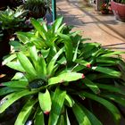 Bromelien @ George Brown Darwin Botanic Gardens VII