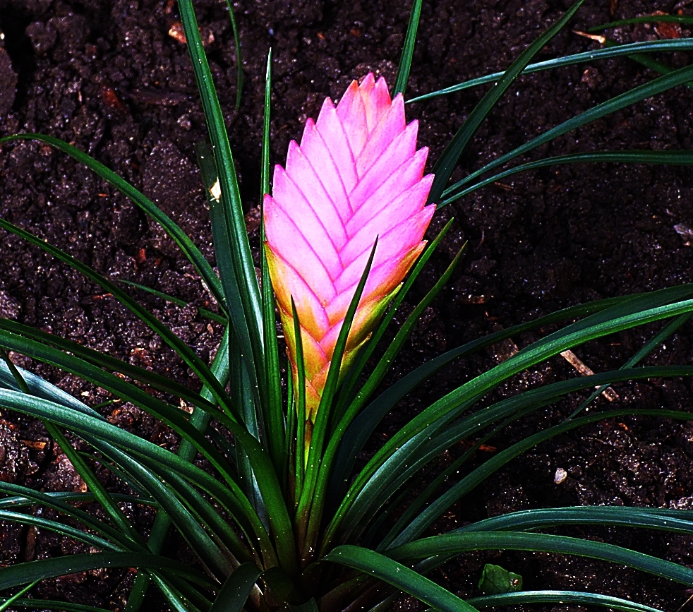 Bromelien-Gewächs . . .