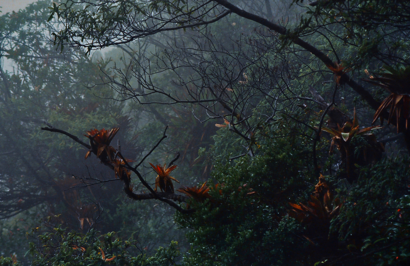 Bromelien im Nebelwald