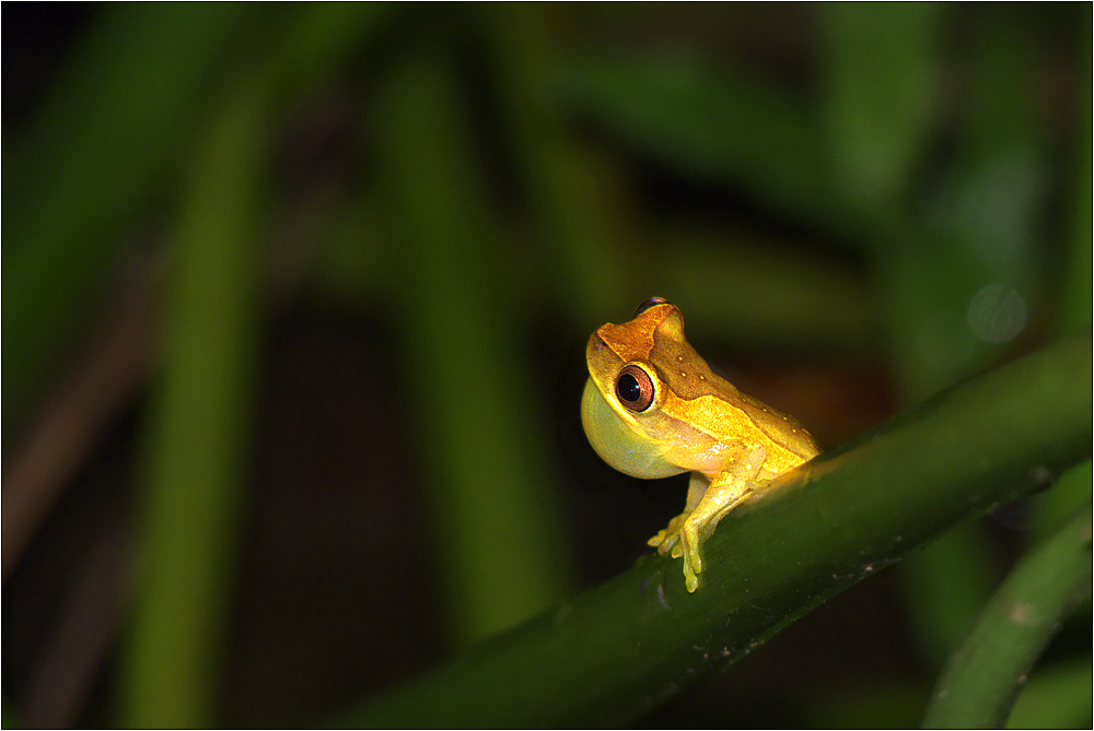 bromelien-laubfrosch / hourglass treefrog / hyla ebraccata