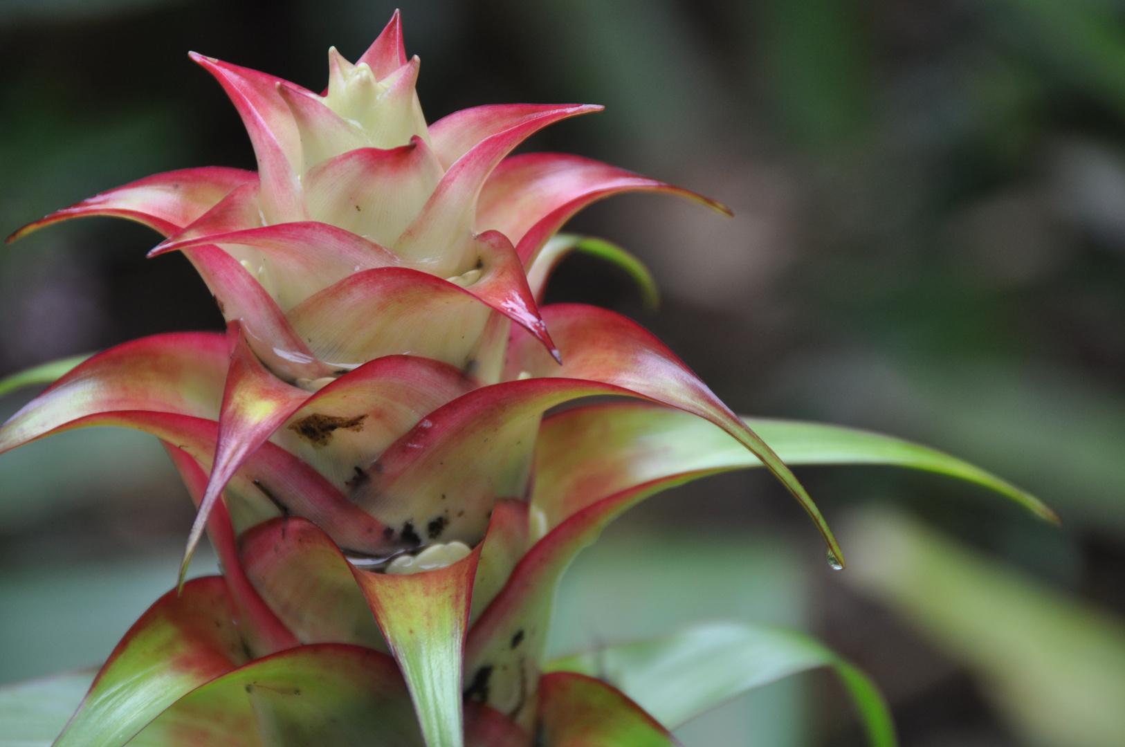 Bromelien 'Tillandsia imperialis´