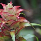 Bromelien 'Tillandsia imperialis´