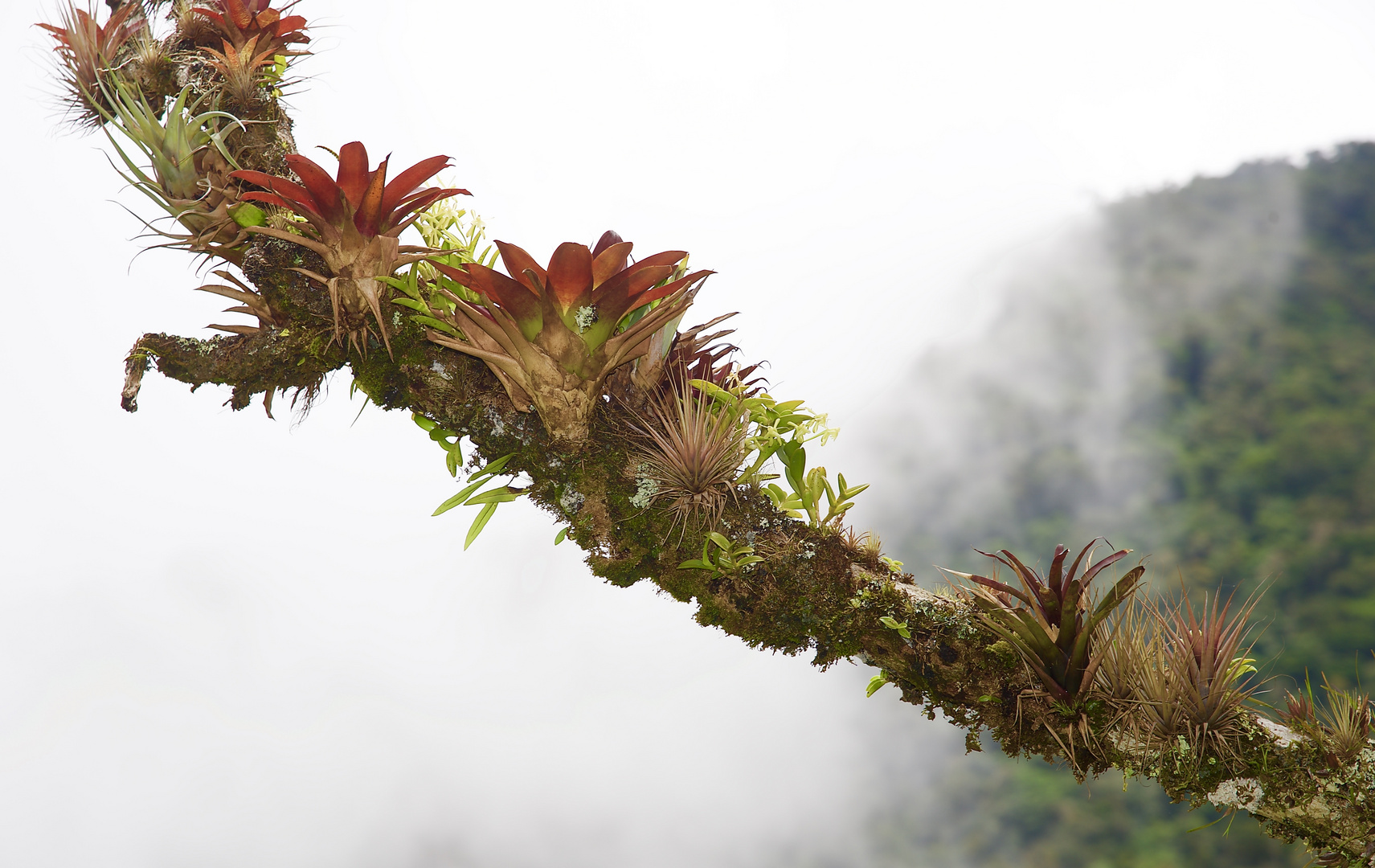 Bromelien und Orchideen aus dem Nebelwald von Panama