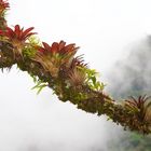 Bromelien und Orchideen aus dem Nebelwald von Panama