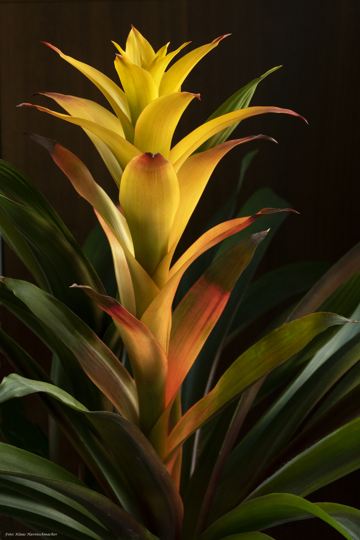 Bromelienblüte 2022