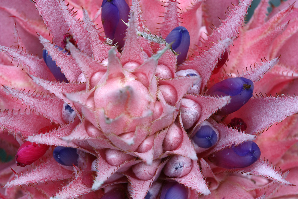 Bromelienblüte