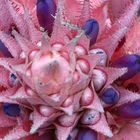 Bromelienblüte