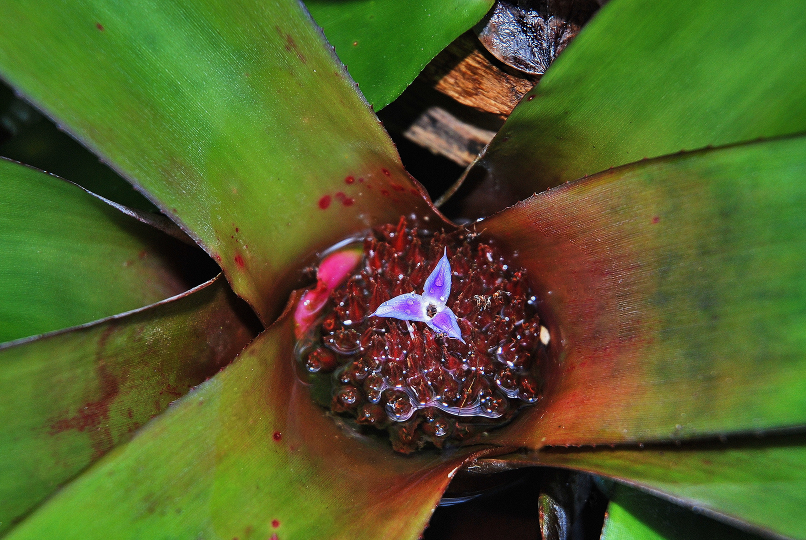 Bromelienblüte