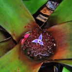 Bromelienblüte