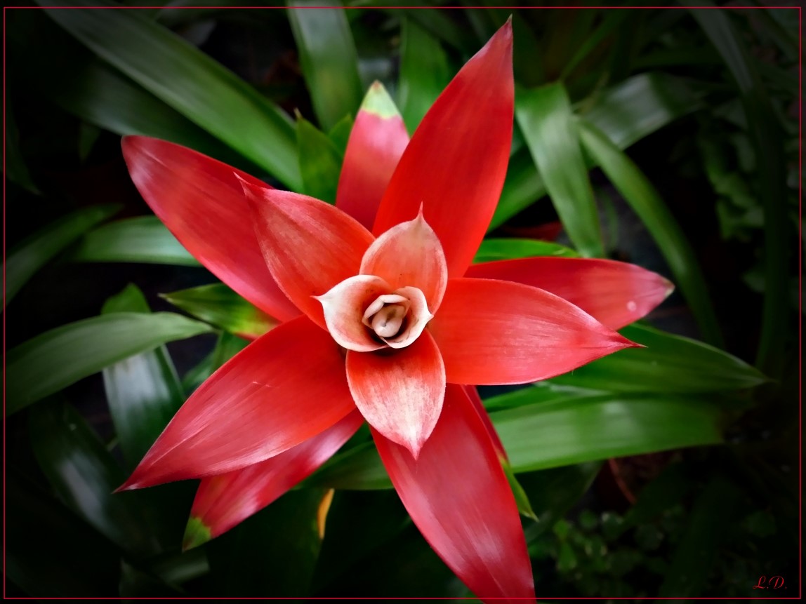 Bromelienblüte