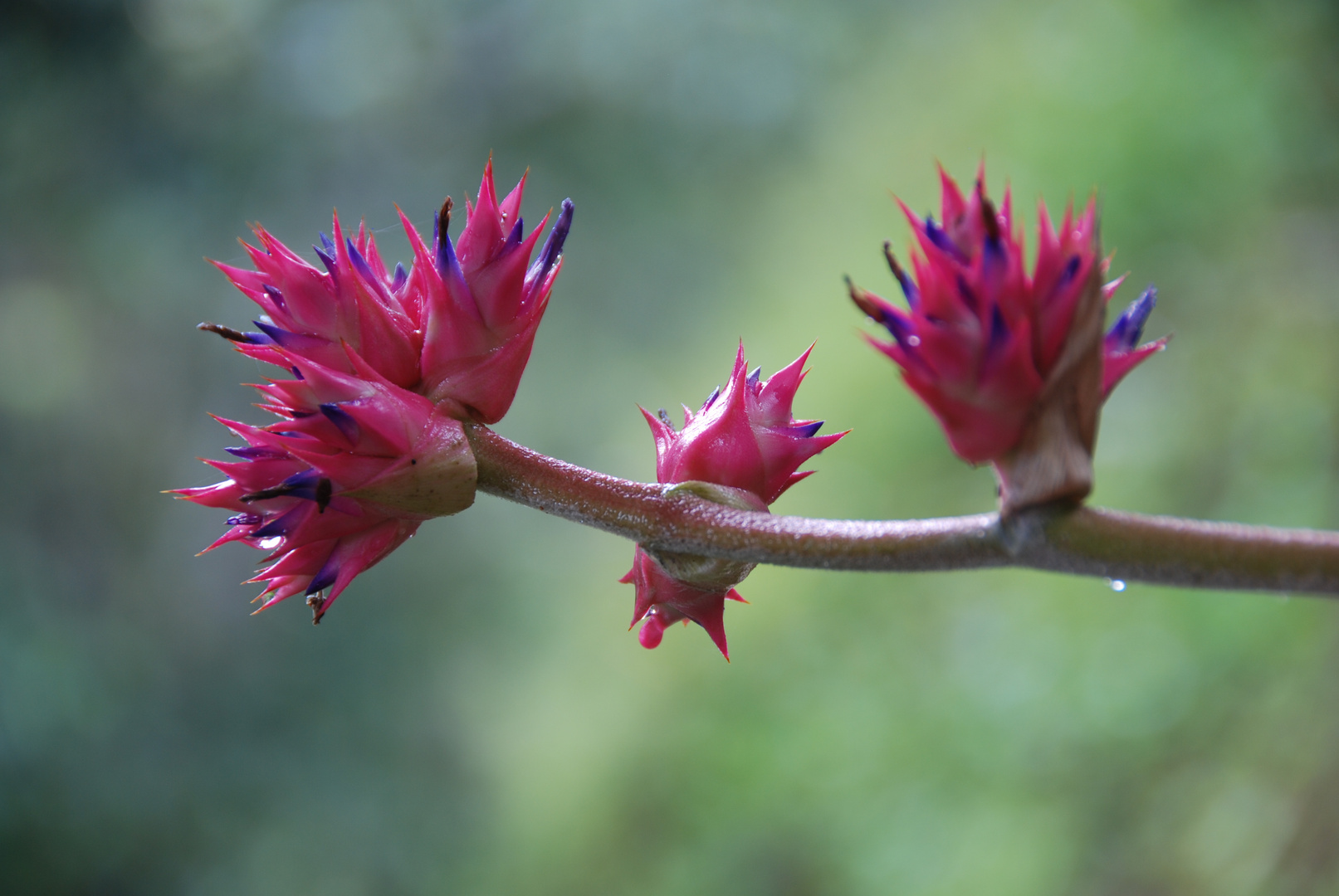 Bromelienblüte