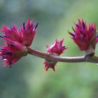 Bromelienblüte