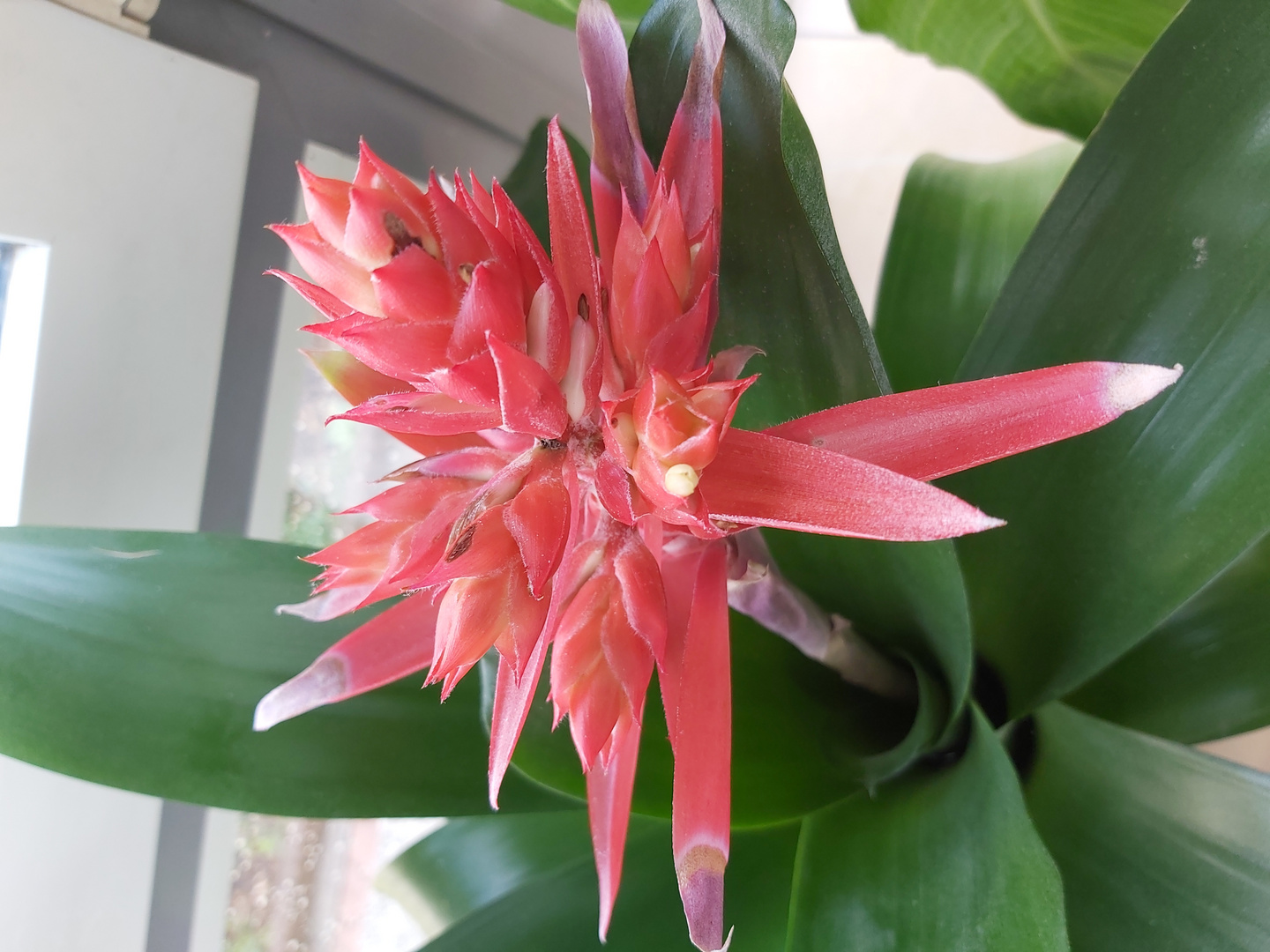 Bromelienblüte