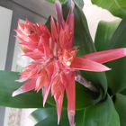 Bromelienblüte