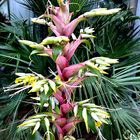 Bromelienblüte