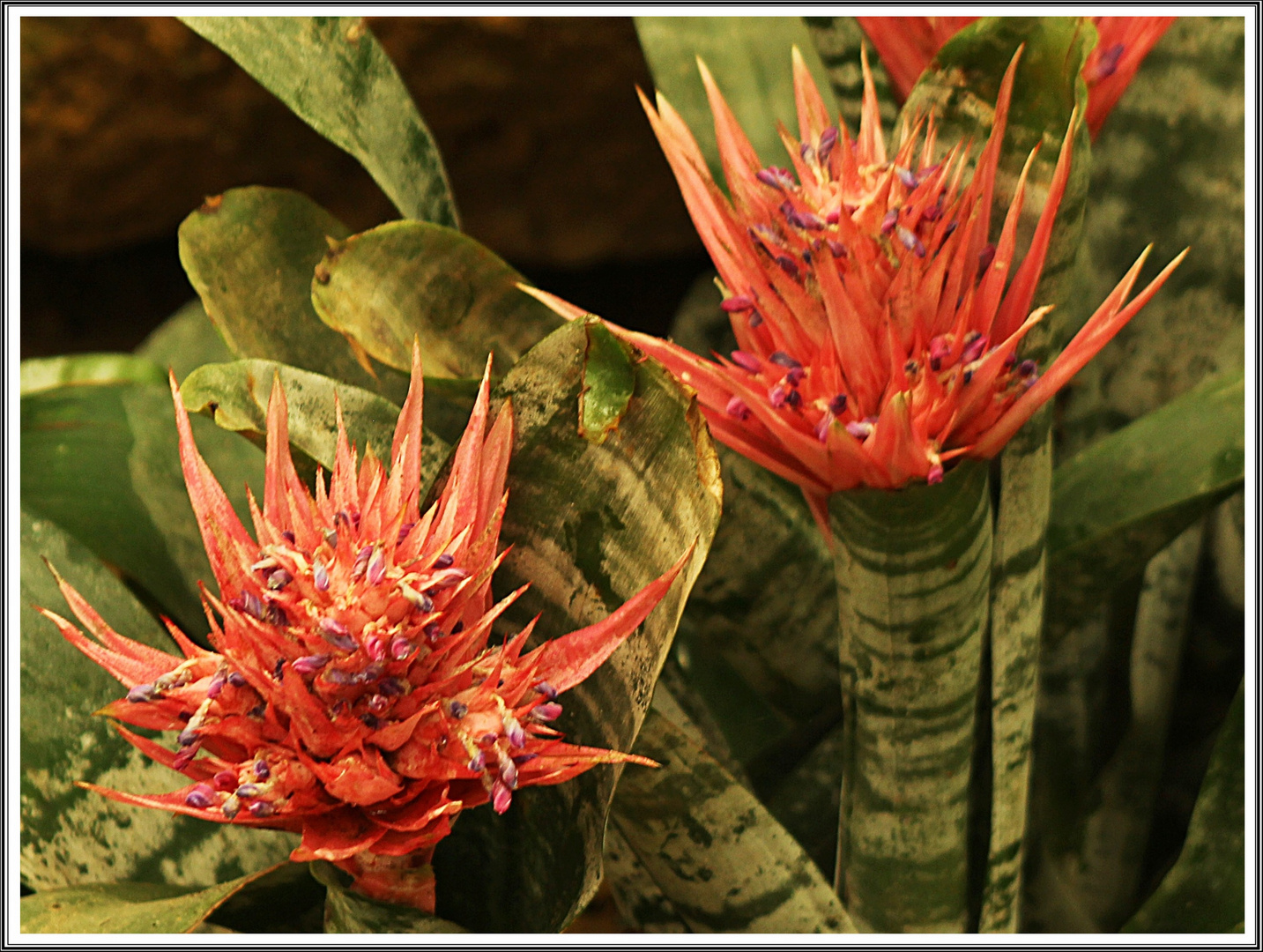 Bromelienblüten zum Mittwoch