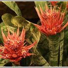 Bromelienblüten zum Mittwoch