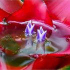 Bromelienherz