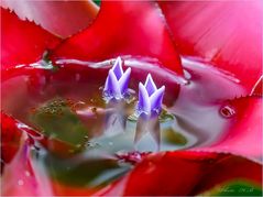 Bromelienherz