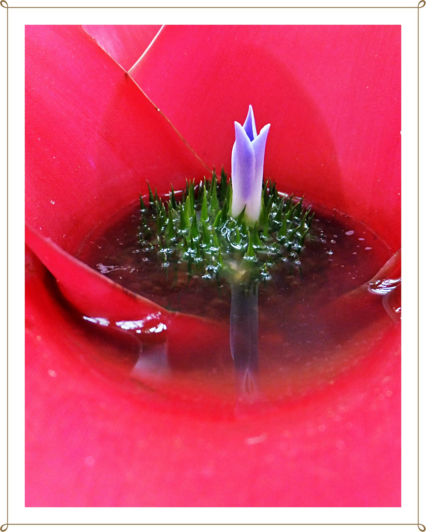 Bromelienzauber