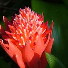 Bromiliad in the Sun