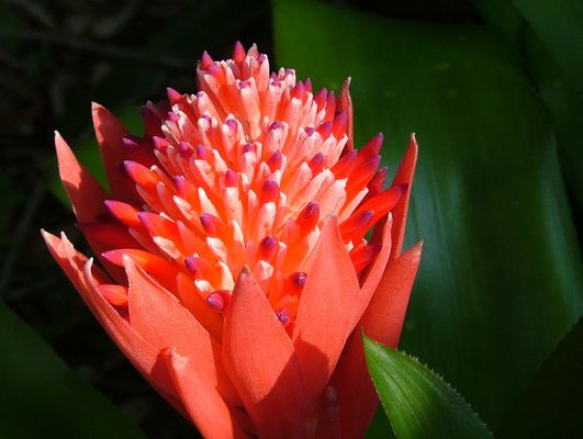 Bromiliad in the Sun