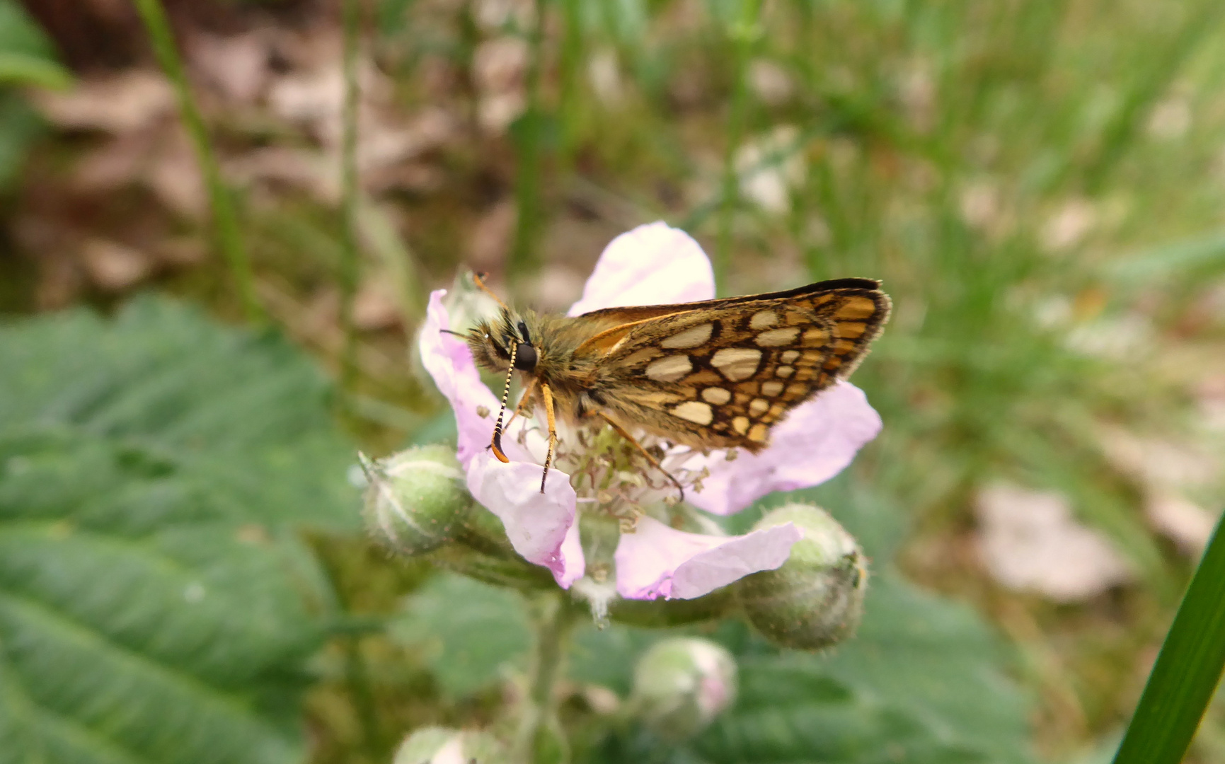 Brommbeerblüten sind lecker