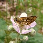 Brommbeerblüten sind lecker