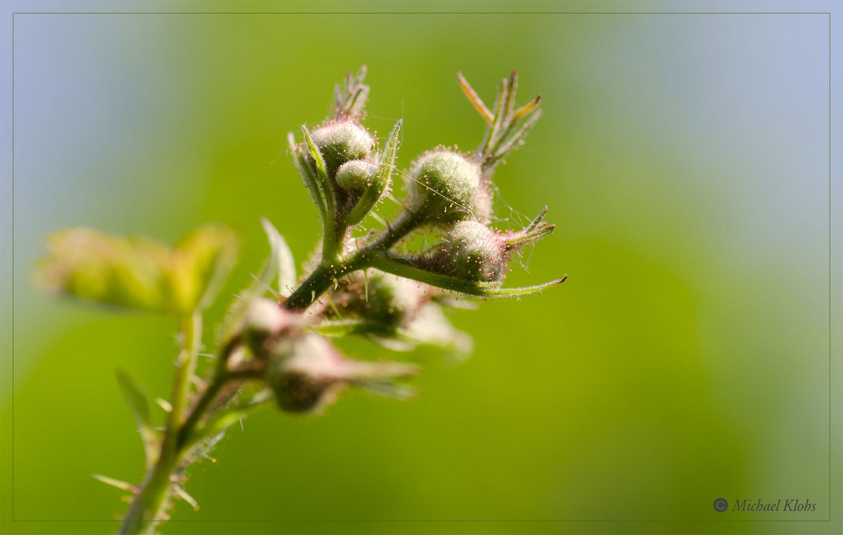 Brommbeeren-Knospen