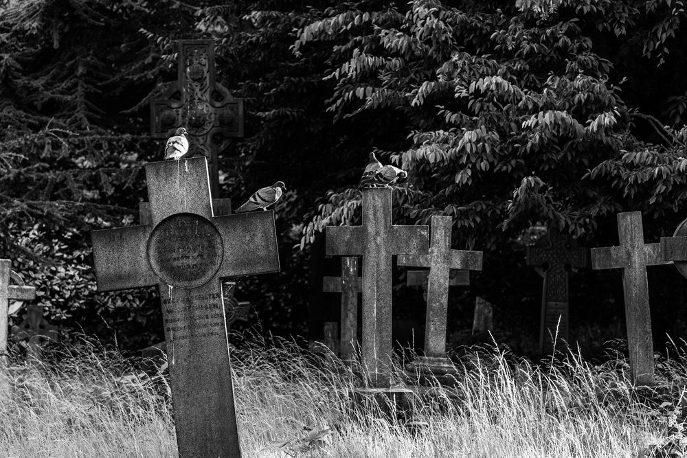 Brompton Cemetary 1