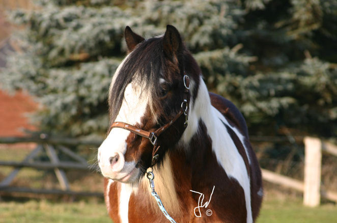 Bronco.