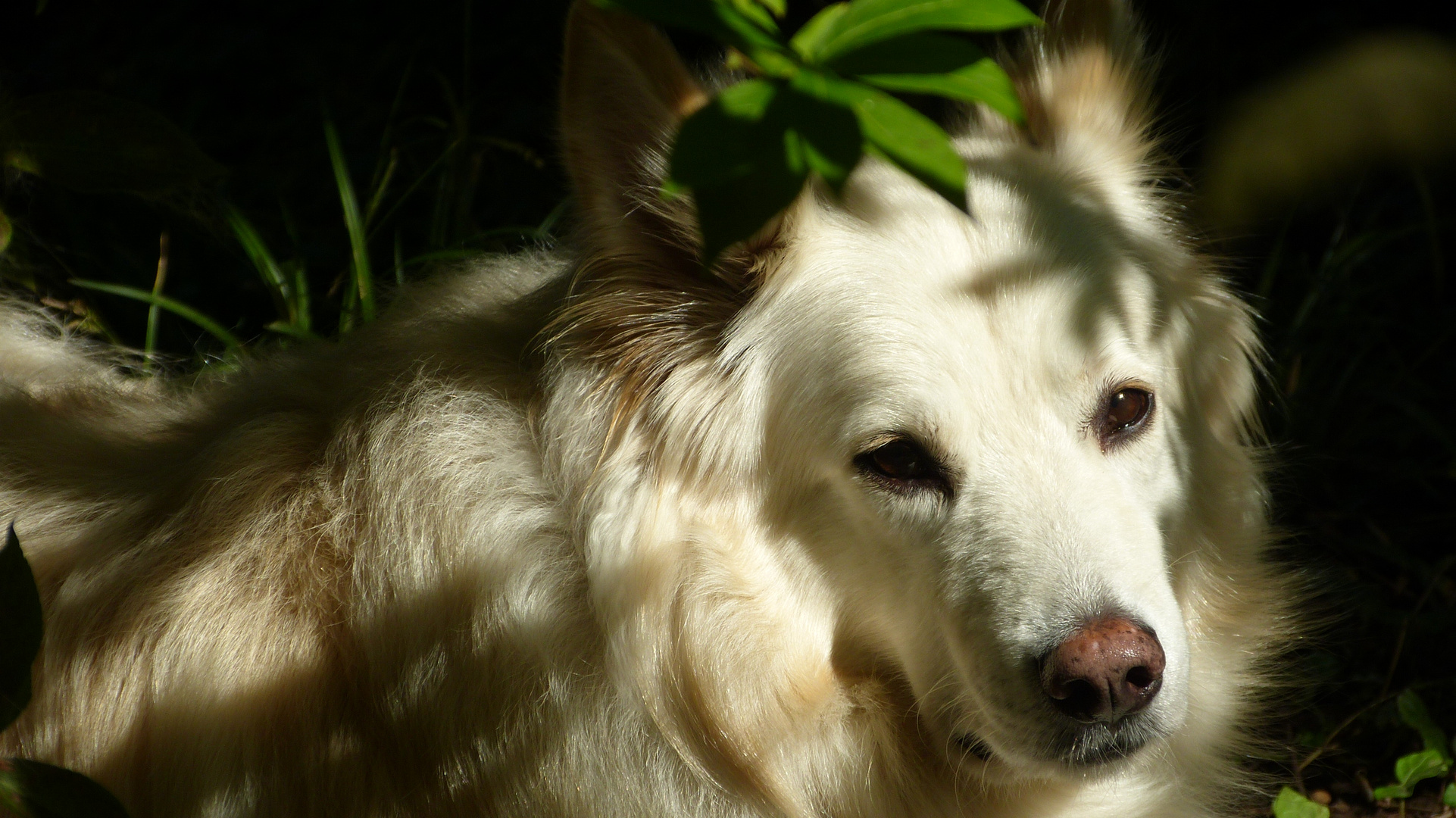 Bronko im Gartenbett