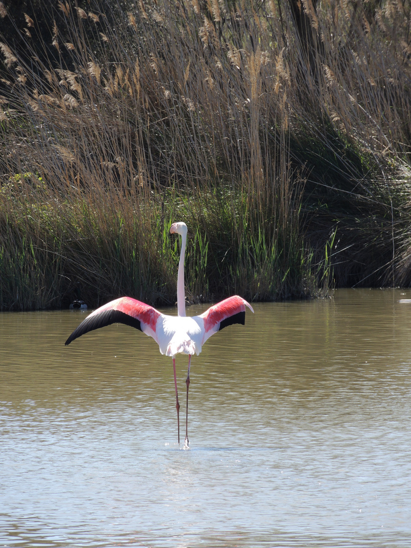 bronzage au soleil de Camargue