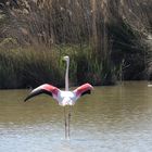 bronzage au soleil de Camargue