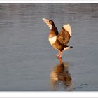 Bronzage sur glace