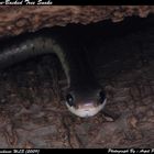 Bronze-Backed Tree Snake.