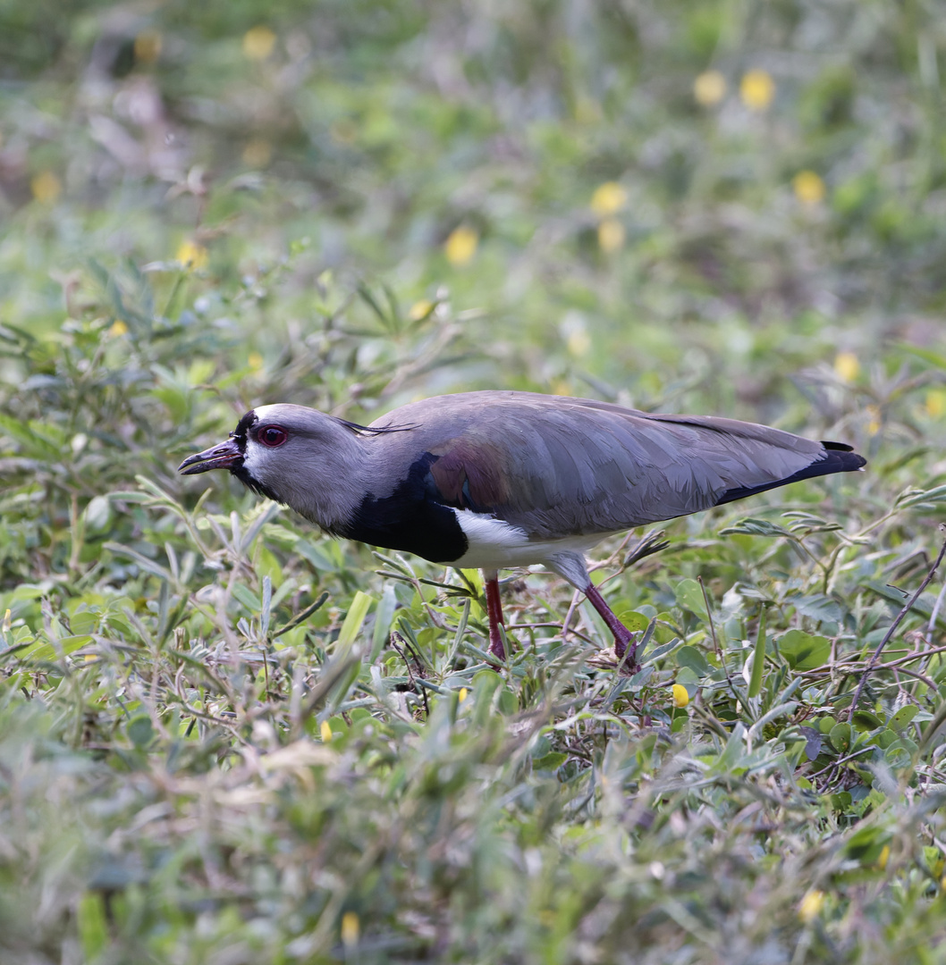 Bronze Kiebitz in Kolumbien