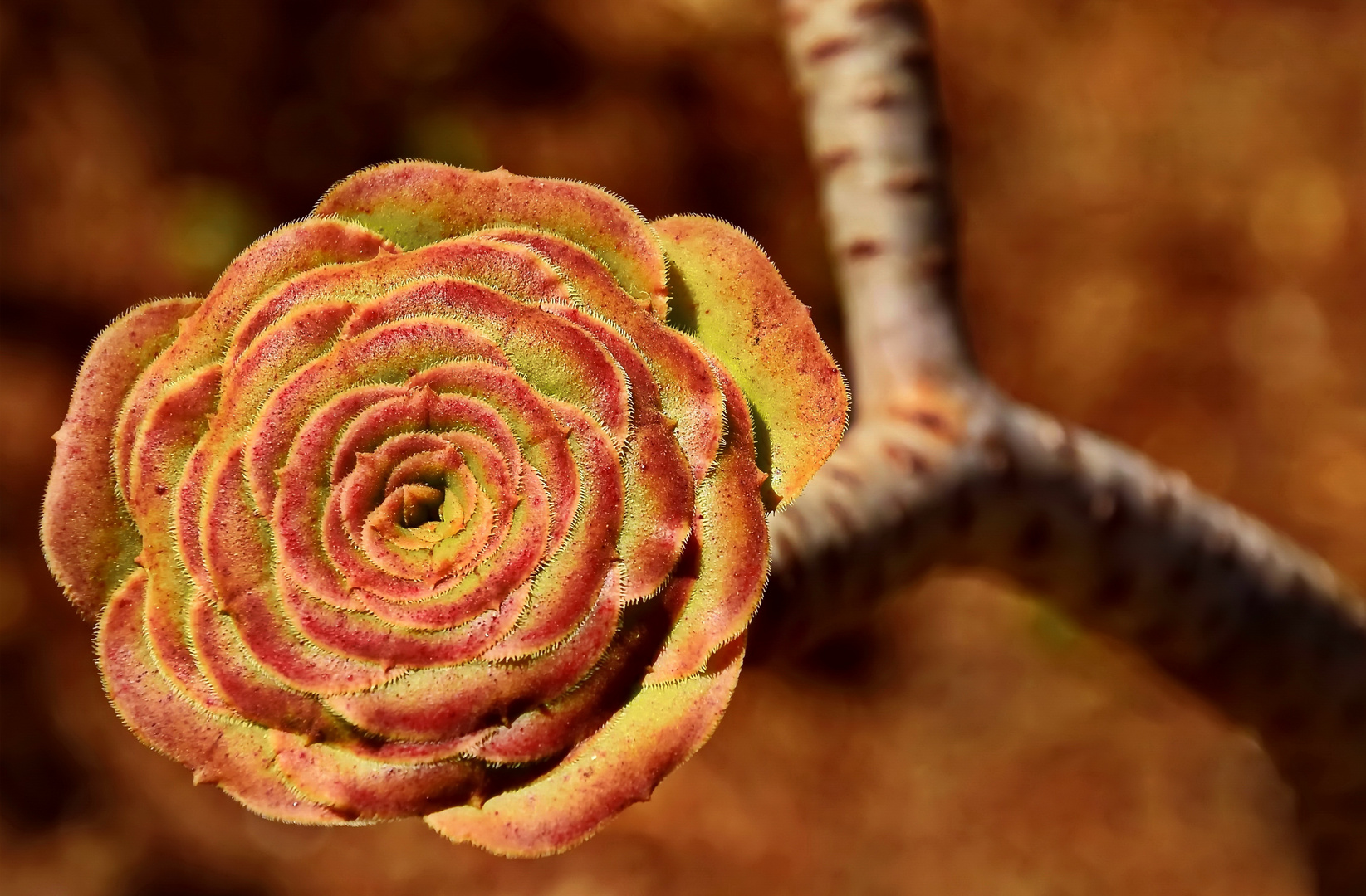 Bronze Rosette mit Patina.