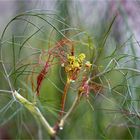 Bronzefenchel (Foeniculum vulgare Purpureum)